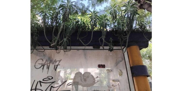 Snapshot - Tunis : Quand les plantes s'installent sur l'abribus