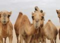 Viande rouge : à Tataouine, le dromadaire résiste à la flambée des prix