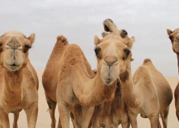 Viande rouge : à Tataouine, le dromadaire résiste à la flambée des prix