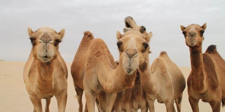 Viande rouge : à Tataouine, le dromadaire résiste à la flambée des prix