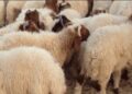 Mouton tunisie importation