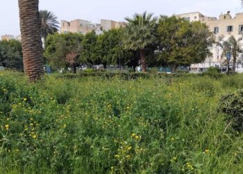 Les pelouses délaissées du parc Habib Thameur