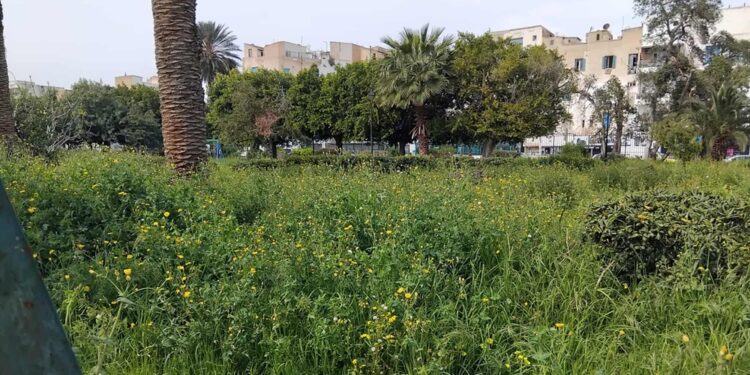 Les pelouses délaissées du parc Habib Thameur