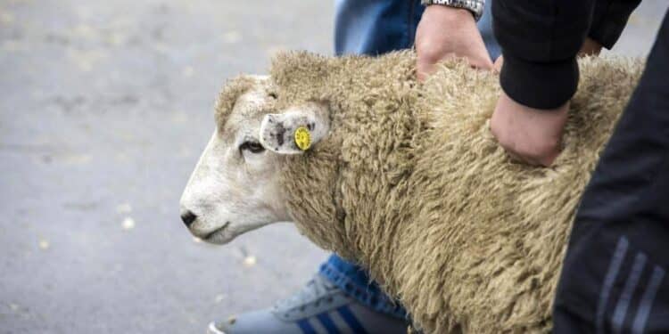 Aïd al-Idha : Le 27 mai selon les calculs astronomiques