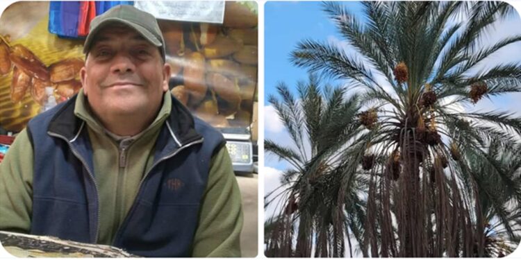 Marché central : Noureddine, une vie au rythme des dattes