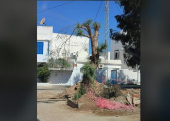 Snapshot - Carthage : A la tronçonneuse pour les arbres