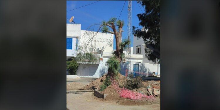 Snapshot - Carthage : A la tronçonneuse pour les arbres