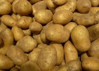 Pluies d’avril : Le mildiou menace les cultures de pommes de terre et de tomates en Tunisie