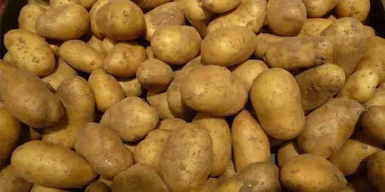 Pluies d’avril : Le mildiou menace les cultures de pommes de terre et de tomates en Tunisie