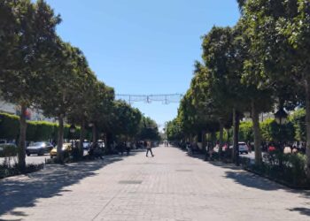 Snapshot : Ceux qui ont arraché les ficus n'ont jamais remonté l'avenue