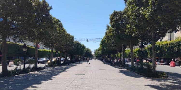 Snapshot : Ceux qui ont arraché les ficus n'ont jamais remonté l'avenue
