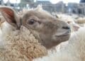 Aïd el-Idha : La municipalité de Tunis interdit l’abattage des moutons dans les appartements