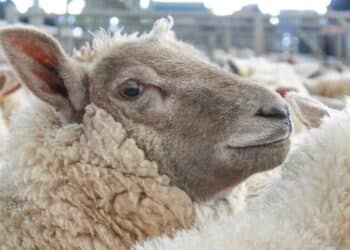 Aïd el-Idha : La municipalité de Tunis interdit l’abattage des moutons dans les appartements