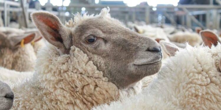 Aïd el-Idha : La municipalité de Tunis interdit l’abattage des moutons dans les appartements