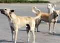 chiens