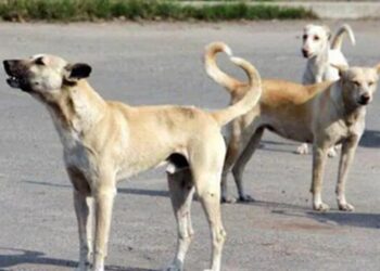chiens