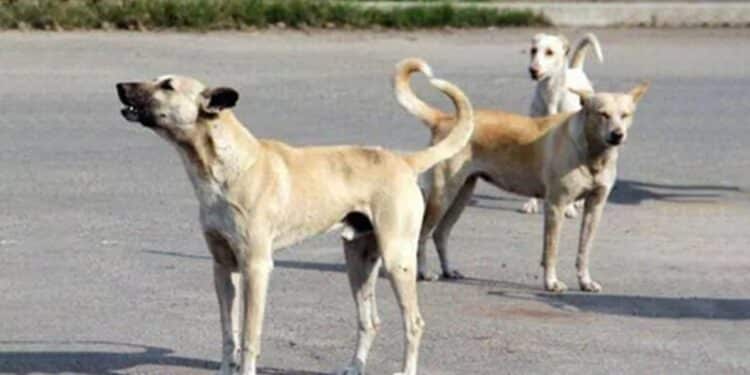 chiens