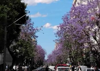 Snapshot : Les jacarandas en fleurs sur les avenues de Tunis