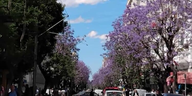 Snapshot : Les jacarandas en fleurs sur les avenues de Tunis