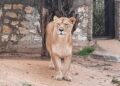 Le zoo du Belvédère rouvre ses portes avec entrée gratuite ce week-end