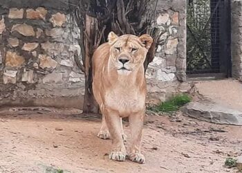 Le zoo du Belvédère rouvre ses portes avec entrée gratuite ce week-end