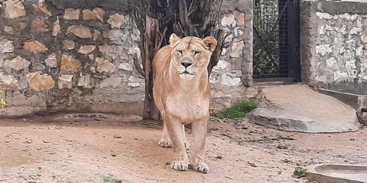 Le zoo du Belvédère rouvre ses portes avec entrée gratuite ce week-end