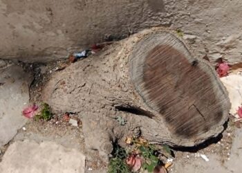 Snapshot : Mûriers centenaires massacrés à la médina de Tunis