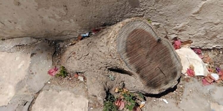 Snapshot : Mûriers centenaires massacrés à la médina de Tunis