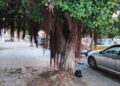 Snapshot : La Goulette, trottoirs défoncés et "forêt vierge"