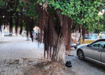 Snapshot : La Goulette, trottoirs défoncés et "forêt vierge"