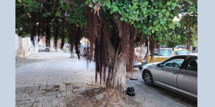 Snapshot : La Goulette, trottoirs défoncés et "forêt vierge"