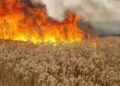 Jendouba : Un incendie détruit plusieurs hectares de cultures, deux habitations évacuées