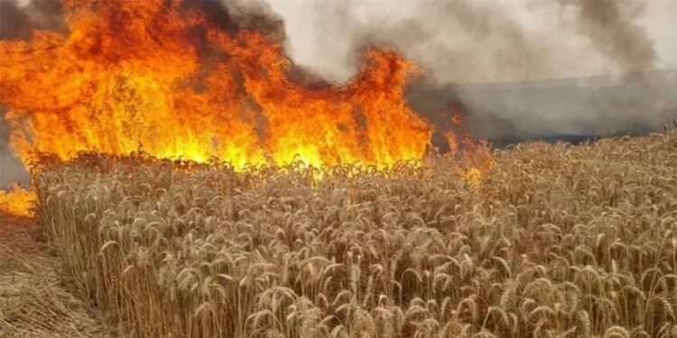 Jendouba : Un incendie détruit plusieurs hectares de cultures, deux habitations évacuées