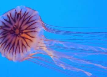 Une méduse inhabituelle repérée au large des côtes tunisiennes