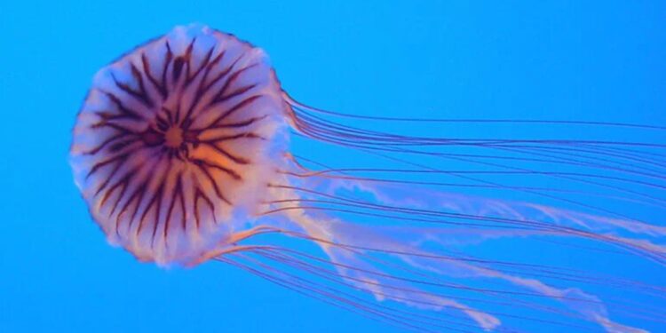 Une méduse inhabituelle repérée au large des côtes tunisiennes