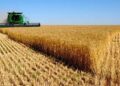 Tunisie : Cap sur plus de 20 millions de quintaux de céréales