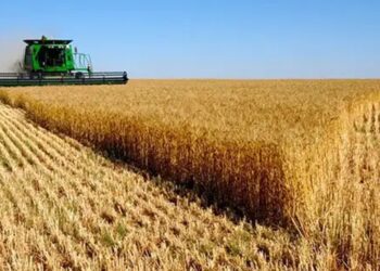 Tunisie : Cap sur plus de 20 millions de quintaux de céréales