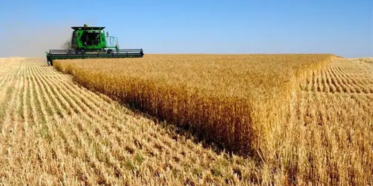Tunisie : Cap sur plus de 20 millions de quintaux de céréales