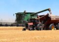 Récolte céréalière : La Tunisie vise une production de plus de 22 millions de quintaux