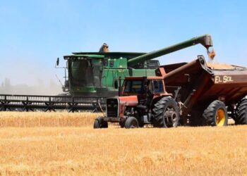 Récolte céréalière : La Tunisie vise une production de plus de 22 millions de quintaux