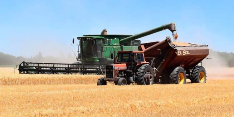 Récolte céréalière : La Tunisie vise une production de plus de 22 millions de quintaux