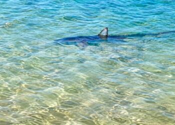 Requin