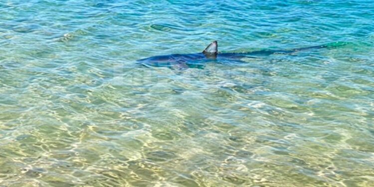 Requin