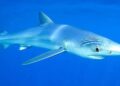 Requins en Tunisie : pourquoi les récentes observations intriguent avant l’été