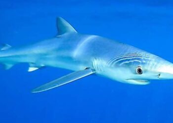 Requins en Tunisie : pourquoi les récentes observations intriguent avant l’été