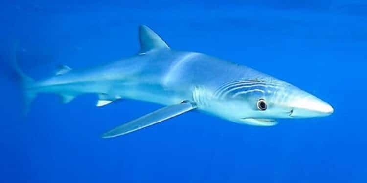 Requins en Tunisie : pourquoi les récentes observations intriguent avant l’été