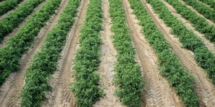 Tomates