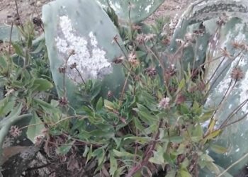 Snapshot : Après les palmiers, la mort lente des cactus