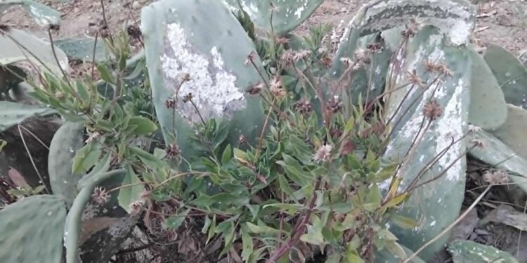 Snapshot : Après les palmiers, la mort lente des cactus