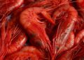 Des caisses de crevettes rouges tunisiennes pr&ecirc;tes &agrave; l'exportation. Bruxelles affirme que certaines cargaisons d&eacute;passent le quota de p&ecirc;che autoris&eacute;.
